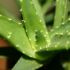 Tratamente naturiste cu aloe, echinacea, usturoi